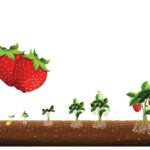 Etapas del crecimiento de fresas: ¿Qué tan rápido crecen?