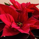 Evita estos 7 errores comunes al cuidar tu poinsettia