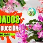 Evita estos 7 errores con tu cactus navideño