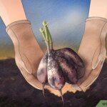 Evita estos 7 problemas al almacenar tubérculos de dalia este año