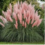 Evita plantar estas 11 invasoras especies de pasto ornamental