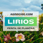 Fecha ideal para plantar lirios según tu zona climática