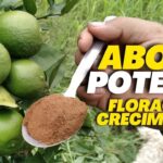 Fertilizante para cítricos: qué es cuándo y cómo aplicarlo