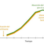 Fertilizantes de liberación lenta vs rápida: ¿En qué se diferencian?