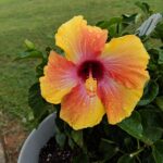 Fiesta Hibiscus: Cultivo y Cuidado de Exóticos Populares en el Jardín
