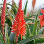 ¿Florece el aloe vera al cultivarlo en interiores?