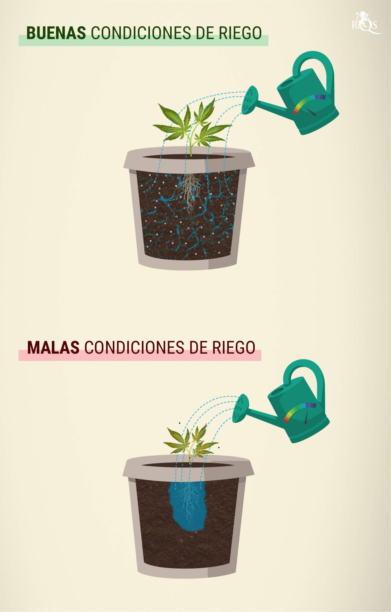 Frecuencia e cantidad de riego ideal para tus plántulas - Jardineria Ideal