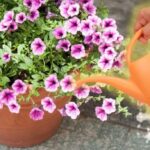 Frecuencia e intensidad de riego para petunias saludables