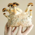 Fruiting Blocks Sawdust Spawn o Troncos: ¿Cuál es la mejor forma de cultivar setas?
