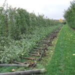 Frutales en Espaldera: Cosechas Abundantes en Espacios Reducidos