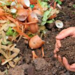 ¿Funciona reutilizar restos de alimentos para cultivar?