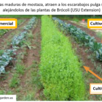 ¿Funcionan las plantas trampa y para qué sirven?
