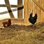 Gallinaza: Transformación de Residuos en Abono de Calidad