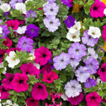 Gama de colores de las petunias al florecer