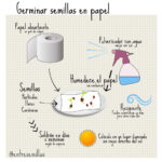 Germina semillas en papel toalla: guía de 7 pasos