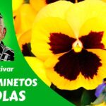 Guía: 15 consejos para cultivar pensamientos en macetas