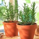 Guía: 15 Consejos para Cultivar Romero en Macetas o Contenedores