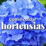 Guía básica: 7 consejos para hermosas flores de hortensias