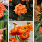 Guía Completa de 61 Flores Naranjas: Nombres e Imágenes
