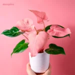 Guía Completa para Cuidar el Philodendron Pink Princess