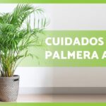 Guía completa para cuidar palmeras dentro y fuera del hogar
