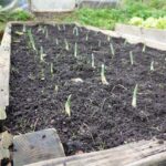 Guía Completa para Cultivar Ajo en Camas Elevadas