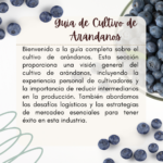 Guía Completa para Cultivar Arándanos en Canteros Elevados