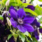Guía Completa para Cultivar Clematis ‘Jackmanii’ en Casa