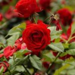 Guía completa para cultivar rosas en la zona 9