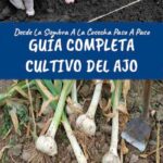 Guía Completa para Cultivar y Cuidar Ajo Inchelium Red