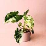 Guía Completa para Cultivar y Cuidar Alocasia Frydek