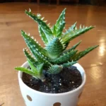 Guía Completa para Cultivar y Cuidar Aloe Minnie Belle