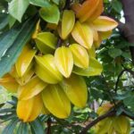 Guía Completa para Cultivar y Cuidar Árboles de Carambola