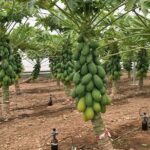 Guía Completa para Cultivar y Cuidar Árboles de Papaya