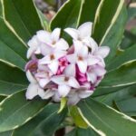 Guía Completa para Cultivar y Cuidar Arbustos de Dafne