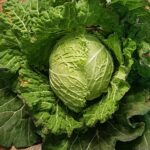 Guía completa para cultivar y cuidar col ‘January King’