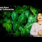 Guía Completa para Cultivar y Cuidar Colocasias