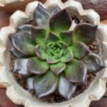Guía Completa para Cultivar y Cuidar Echeveria Black Prince