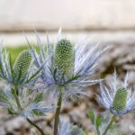 Guía Completa para Cultivar y Cuidar el Eringio