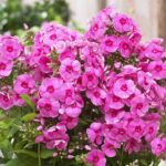 Guía completa para cultivar y cuidar el flox rastrero