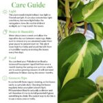 Guía completa para cultivar y cuidar el Philodendron Brasil