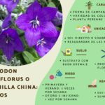 Guía Completa para Cultivar y Cuidar el Platycodon Grandiflorus