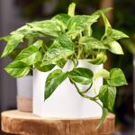 Guía completa para cultivar y cuidar el pothos ‘Marble Queen