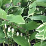 Guía completa para cultivar y cuidar el sello de Salomón