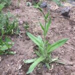 Guía completa para cultivar y cuidar el sésamo
