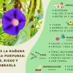 Guía Completa para Cultivar y Cuidar Enredaderas de Gloria de la Mañana