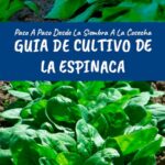 Guía completa para cultivar y cuidar espinacas en tu jardín