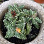 Guía Completa para Cultivar y Cuidar Faucaria Tuberculosa