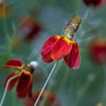 Guía Completa para Cultivar y Cuidar Flor Sombrero Mexicano