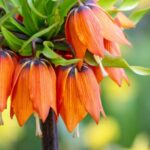 Guía Completa para Cultivar y Cuidar Flores de Fritillaria